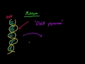 Biyoloji Ders - 58 - Genetik Resim 4