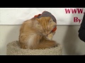 Nasıl Kediler Travma Yardım İçin : Kedi Bakım İpuçları Resim 3