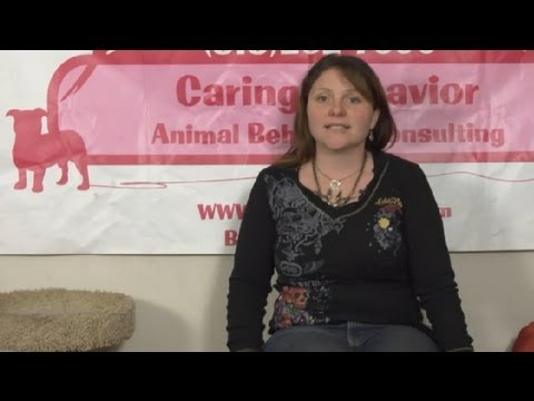 Ben Şişmanlatır Kedimi Beslemek Ne Olabilir? : Kedi Bakım İpuçları
