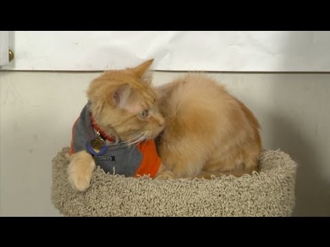 Nasıl Doğal Kedi Pire Öldürmek İçin : Kedi Bakım İpuçları Resim 1