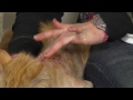 Nasıl Enfekte Yara s : Kedi Bakım İpuçları\Bir Kedi Tedavi etmek İçin  Resim 4
