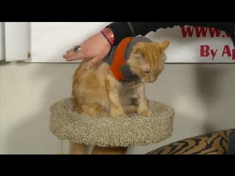 Nasıl Kedilerde Mukus Kırmak İçin : Kedi Bakım İpuçları