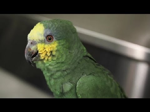 Nasıl Anlaşılır Bir Kuş Olduğunu Susuz Eğer: Egzotik Pets