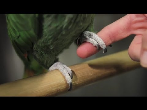 Ne Kadar Çivi Benim Papağan Kesmek Gerekir Mi? : Egzotik Hayvanlar