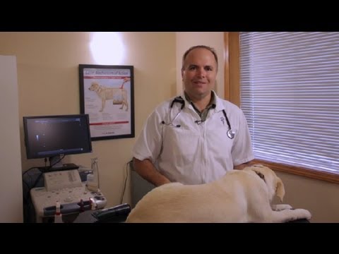 Clipper Burns Köpekler Üzerinde Önlemek Nasıl: Evde Beslenen Hayvan Sağlık