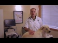 Clipper Burns Köpekler Üzerinde Önlemek Nasıl: Evde Beslenen Hayvan Sağlık Resim 2