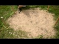 Çim Alanlarda Düzensiz Şekilli Yerine Nasıl: Sod Ve Çim Bakımı Resim 3