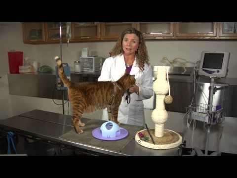 Ne Kadar Uysal Hiperaktif Bir Kedi : Kedi Sağlık Ve Davranış Resim 1