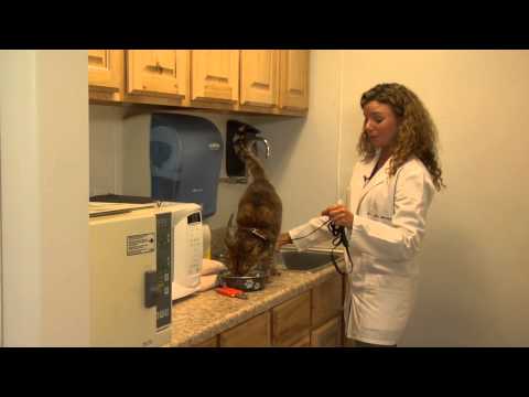 Nasıl Pire İle Kedi Yıkanmak İçin : Kedi Sağlık Ve Davranış Resim 1