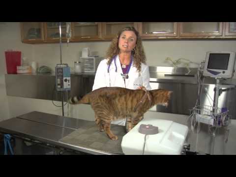 Nasıl Bir Boğaz Ağrısı İle Bir Kedi Yardımcı Olmak İçin : Kedi Sağlık Ve Davranış Resim 1