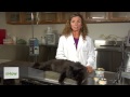 Bir Kedi Beslemek İçin Doğal Yolu : Kedi Sağlık Ve Davranış