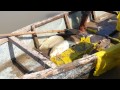 Aşırı Zalim Balıkçılık Yöntemleri Resim 4