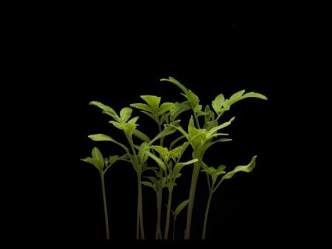 Ağır Çekim Video - Bitki Yetiştirme - Time Lapse Photography Resim 1