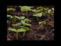 Ağır Çekim Video - Bitki Yetiştirme - Time Lapse Photography