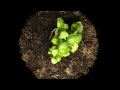 Ağır Çekim Video - Bitki Yetiştirme - Time Lapse Photography Resim 4