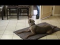 Nasıl Evi Terk Zaman Uluyan Bir Köpek Durdurmak İçin : Köpek Yetiştirme  Resim 4
