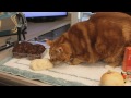 Kediler İçin Zararlı Besinler Nelerdir? : Kedi Genel Sağlık Resim 2