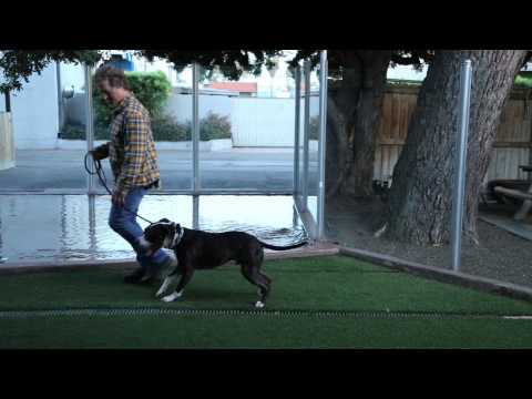 Nasıl Senin Pit Bull Çalışmak : Köpek Yetiştirme 