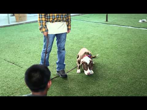 Nasıl Çocuklar İçin Bir Pit Bull Tren : Köpek Yetiştirme 