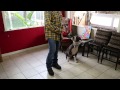 Daha Kolay Köpek Eğitmek İçin Beş İpucu : Köpek Yetiştirme 