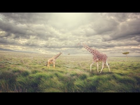 Photoshop Tutorial | Fotoğraf Manipülasyon Düzenleme | Zürafa Üzerinde Işık Efektleri